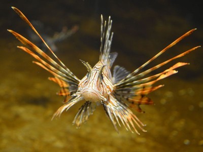 Pierwsze urodziny wrocławskiego Afrykarium - 5