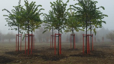 Wrocław: Na Oporowie powstaje Gaj Akademicki - 6