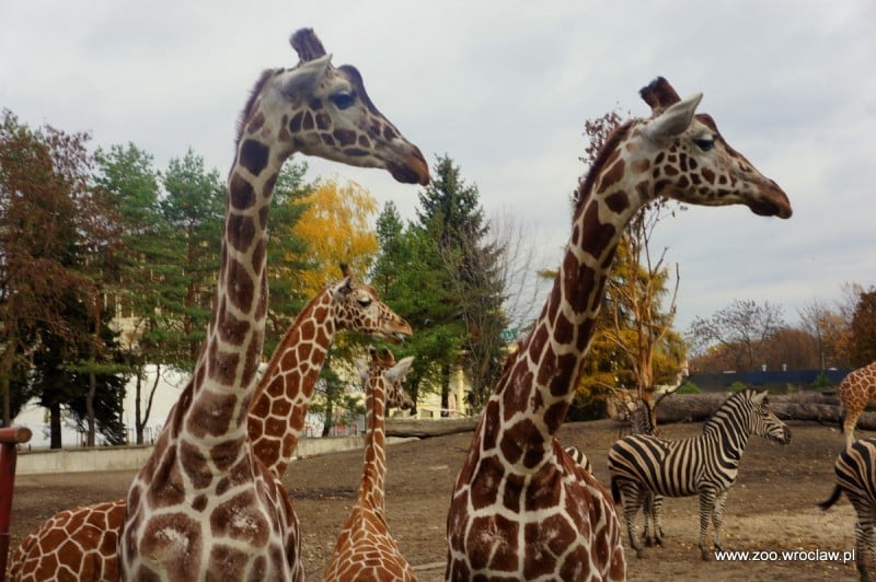 Zoo Wrocław: Nowe gadżety spodobały się żyrafom (FOTO) - fot. Zoo Wrocław