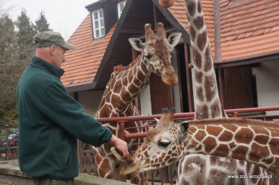 Zoo Wrocław: Nowe gadżety spodobały się żyrafom (FOTO) - 9