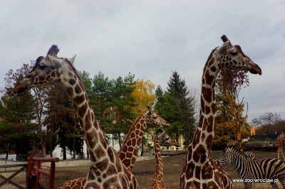 Zoo Wrocław: Nowe gadżety spodobały się żyrafom (FOTO) - 10