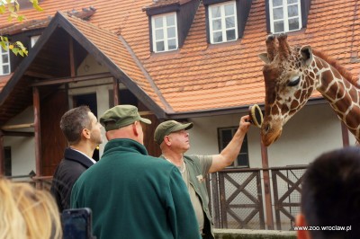 Zoo Wrocław: Nowe gadżety spodobały się żyrafom (FOTO) - 1