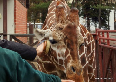 Zoo Wrocław: Nowe gadżety spodobały się żyrafom (FOTO) - 2