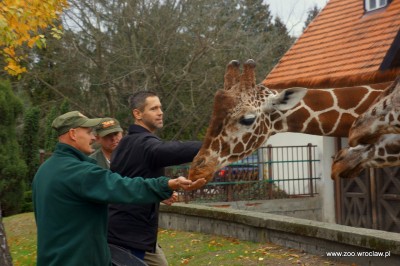 Zoo Wrocław: Nowe gadżety spodobały się żyrafom (FOTO) - 3