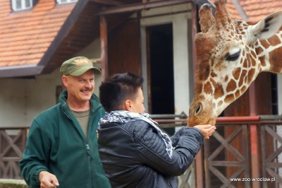 Zoo Wrocław: Nowe gadżety spodobały się żyrafom (FOTO) - 6