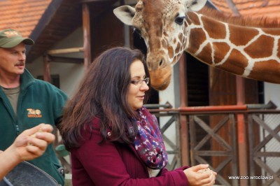Zoo Wrocław: Nowe gadżety spodobały się żyrafom (FOTO) - 8