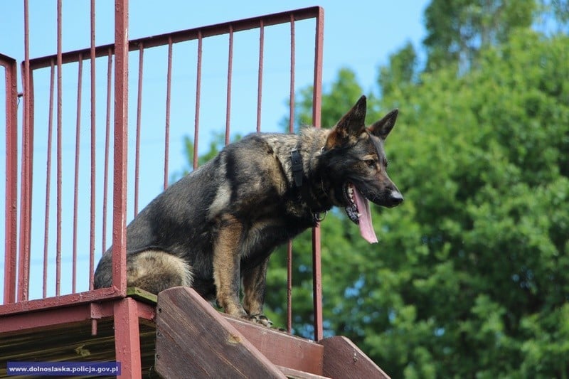 Policja rozpoczęła rekrutację psów policyjnych (ZOBACZ) - dolnoslaska.policja.gov.pl