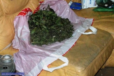 Marihuana w piwnicy, zarzut dla 50-latka (Zobacz zdjęcia)