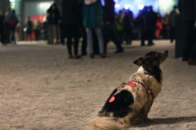 WOŚP we Wrocławiu: Będzie rekord? - 11