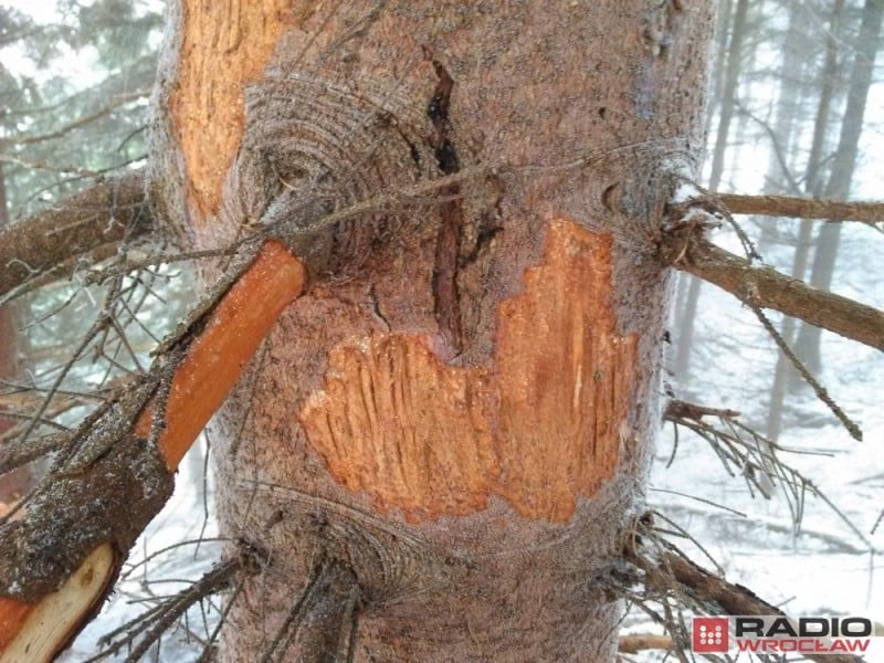Niedźwiedź, a może jeleń? Tajemnicze ślady na drzewach w Górach Suchych - Zdjęcia użyczone Radiu Wrocław