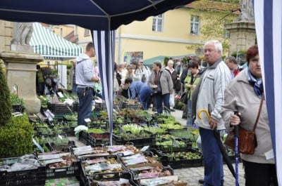 Dolnośląski Rozkład Jazdy w Książu (Zobacz zdjęcia) - 9