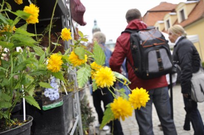 Dolnośląski Rozkład Jazdy w Książu (Zobacz zdjęcia) - 31
