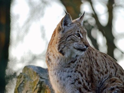 Jak wrocławski ryś Orpan poznał Rózię z zamojskiego Zoo (FOTO) - 9