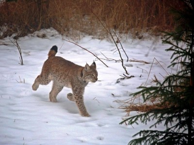 Jak wrocławski ryś Orpan poznał Rózię z zamojskiego Zoo (FOTO) - 10