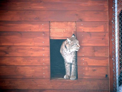 Jak wrocławski ryś Orpan poznał Rózię z zamojskiego Zoo (FOTO) - 11