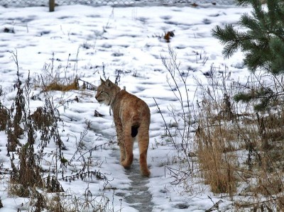 Jak wrocławski ryś Orpan poznał Rózię z zamojskiego Zoo (FOTO) - 1