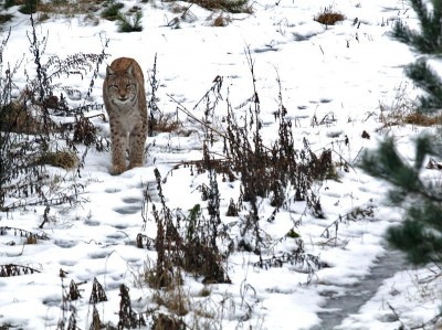Jak wrocławski ryś Orpan poznał Rózię z zamojskiego Zoo (FOTO) - 2