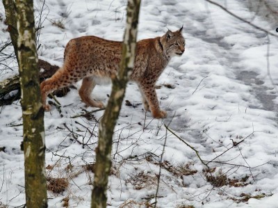Jak wrocławski ryś Orpan poznał Rózię z zamojskiego Zoo (FOTO) - 3