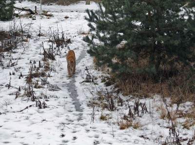 Jak wrocławski ryś Orpan poznał Rózię z zamojskiego Zoo (FOTO) - 4