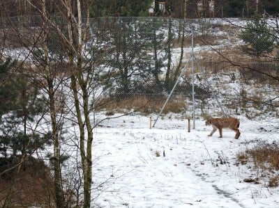Jak wrocławski ryś Orpan poznał Rózię z zamojskiego Zoo (FOTO) - 5