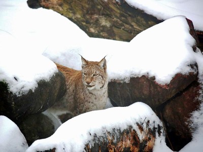 Jak wrocławski ryś Orpan poznał Rózię z zamojskiego Zoo (FOTO) - 6