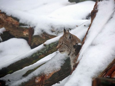 Jak wrocławski ryś Orpan poznał Rózię z zamojskiego Zoo (FOTO) - 8