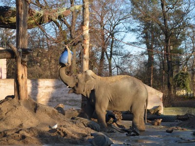 1, 2, 3... 10000, czyli wielkie liczenie we wrocławskim zoo (ZDJĘCIA) - 10