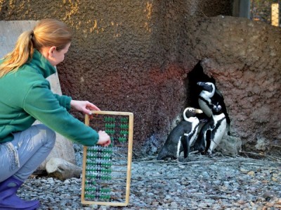 1, 2, 3... 10000, czyli wielkie liczenie we wrocławskim zoo (ZDJĘCIA)