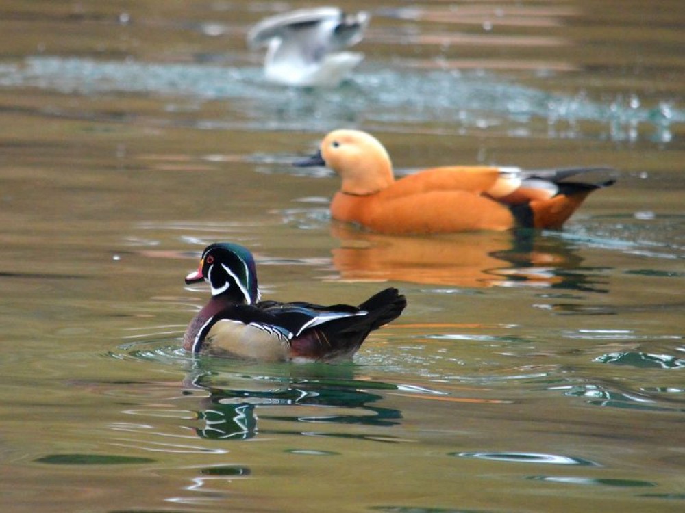 Ptakoliczenie we wrocławskim zoo (ZDJĘCIA)