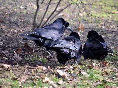 Ptakoliczenie we wrocławskim zoo (ZDJĘCIA) - 10