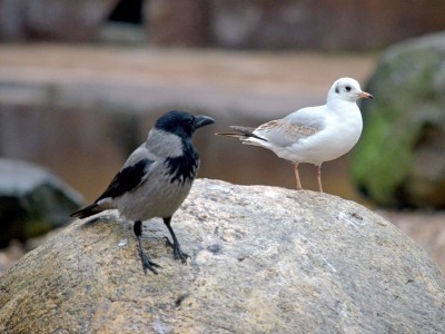 Ptakoliczenie we wrocławskim zoo (ZDJĘCIA) - 11