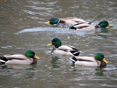 Ptakoliczenie we wrocławskim zoo (ZDJĘCIA) - 13
