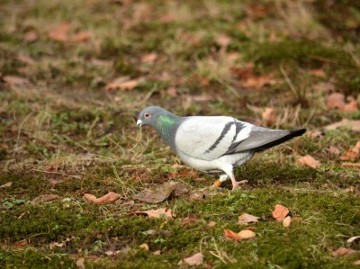 Ptakoliczenie we wrocławskim zoo (ZDJĘCIA) - 14