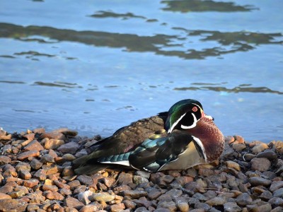 Ptakoliczenie we wrocławskim zoo (ZDJĘCIA) - 15