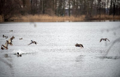 Dolina Baryczy: tu spotkasz orły, żurawie, a nawet pelikana - 4