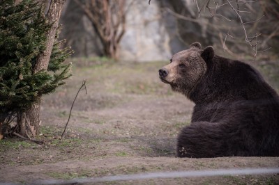 Zoo Wrocław: Zwierzętom ciepło, więc odpoczywają na zewnątrz (FOTO) - 3