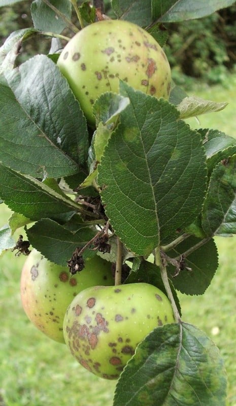 Plamki na jabłkach, biedronki na liściach (PORADNIK) - fot. Jan Homann, Wikipedia