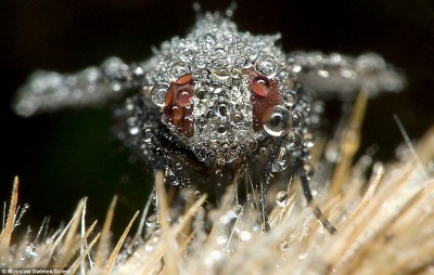 Fotografie owadów autorstwa Polaka robią furorę w Wielkiej Brytanii (Zdjęcia) - 0