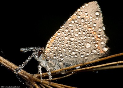 Fotografie owadów autorstwa Polaka robią furorę w Wielkiej Brytanii (Zdjęcia) - 1