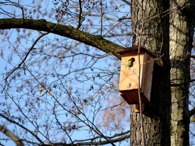 Zoo Wrocław: Ptaki poczuły wiosnę (ZDJĘCIA) - 10