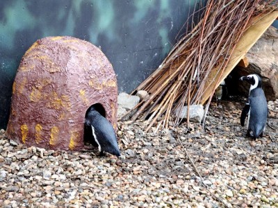 Zoo Wrocław: Ptaki poczuły wiosnę (ZDJĘCIA) - 12