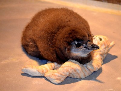 Zoo Wrocław: Ptaki poczuły wiosnę (ZDJĘCIA) - 13