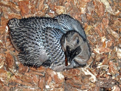Zoo Wrocław: Ptaki poczuły wiosnę (ZDJĘCIA) - 15