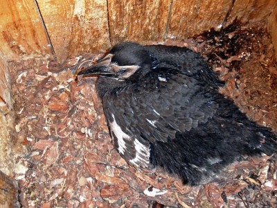 Zoo Wrocław: Ptaki poczuły wiosnę (ZDJĘCIA) - 2