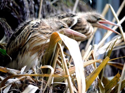 Zoo Wrocław: Ptaki poczuły wiosnę (ZDJĘCIA) - 4