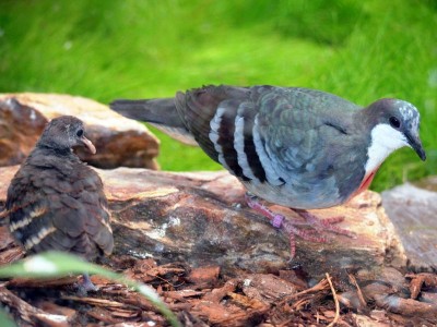 Zoo Wrocław: Ptaki poczuły wiosnę (ZDJĘCIA) - 6