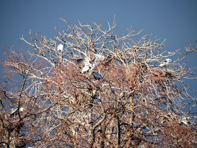 Zoo Wrocław: Ptaki poczuły wiosnę (ZDJĘCIA) - 8