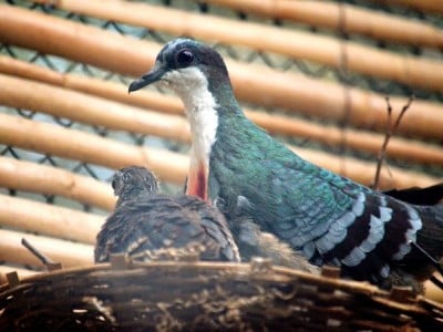 Zoo Wrocław: Ptaki poczuły wiosnę (ZDJĘCIA)