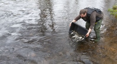 800 tysięcy pstrągów trafi tej wiosny do górskich rzek Kotliny Kłodzkiej