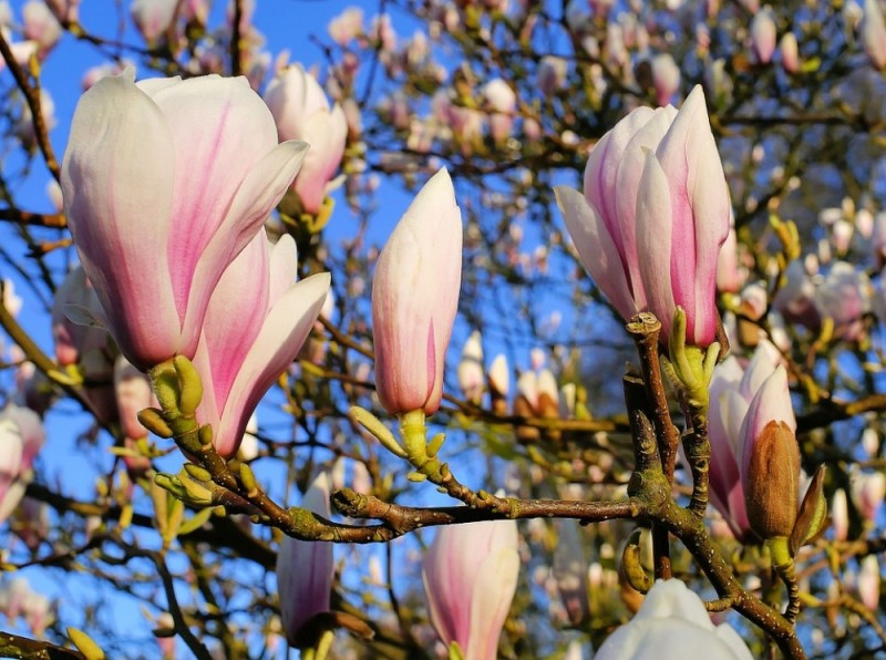 Kłopoty z magnolią? Posłuchaj! (PORADNIK) - 